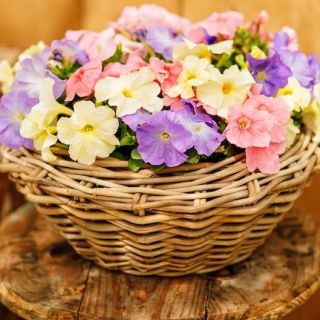 Петуния ниска /Petunia x hybrida/ 