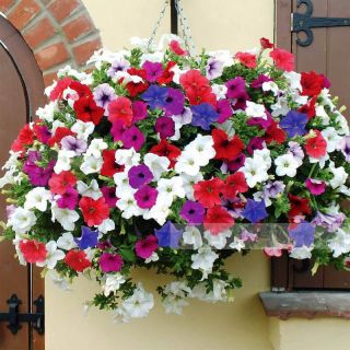 Петуния /Petunia x hybrida/ БАЛКОНСКИ МИКС