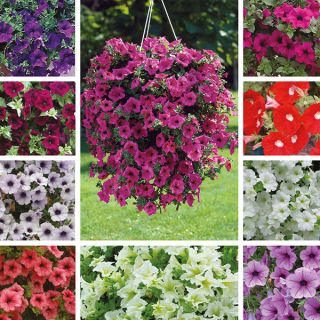 Петуния /Petunia x hybrida/ БАЛКОНСКИ МИКС