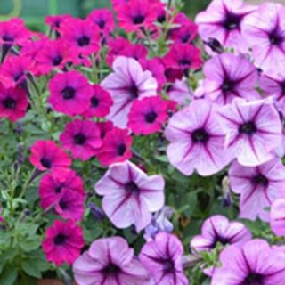 Петуния /Petunia x hybrida/ БАЛКОНСКИ МИКС