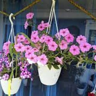 Петуния /Petunia x hybrida/ БАЛКОНСКИ МИКС