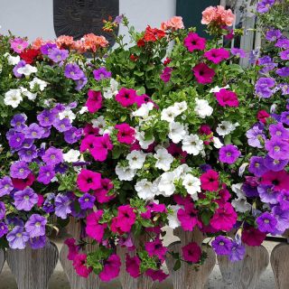 Петуния /Petunia x hybrida/ БАЛКОНСКИ МИКС