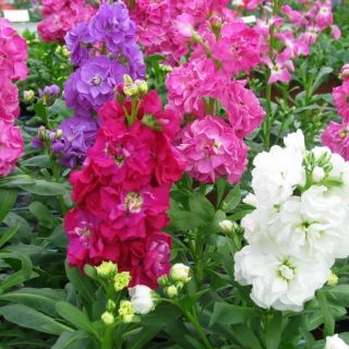 Шибой/Matthiola incana annua fl. pl./