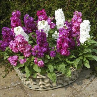 Шибой/Matthiola incana annua fl. pl./