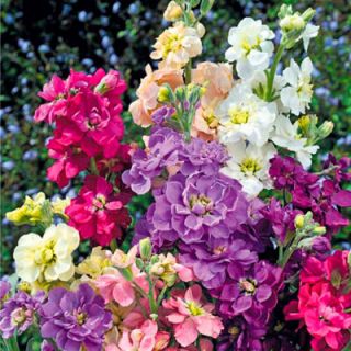 Шибой/Matthiola incana annua fl. pl./