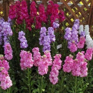 Шибой/Matthiola incana annua fl. pl./