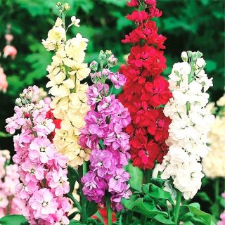 Шибой/Matthiola incana annua fl. pl./