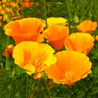 Калифорнийски мак /Eschscholzia californica /-0.3гр.-/около 150бр./ 