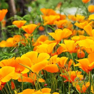 Калифорнийски мак /Eschscholzia californica /-0.3гр.-/около 150бр./ 