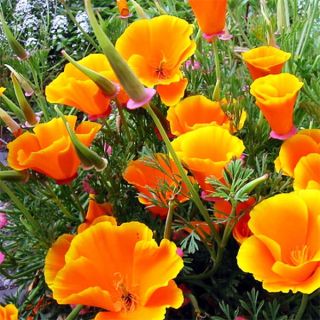 Калифорнийски мак /Eschscholzia californica /-0.3гр.-/около 150бр./ 