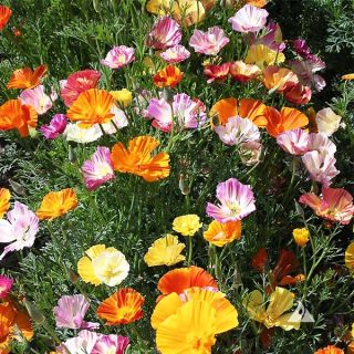 Калифорнийски мак /Eschscholzia californica /-0.3гр.-/около 150бр./ 