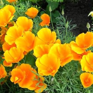 Калифорнийски мак /Eschscholzia californica /-0.3гр.-/около 150бр./ 