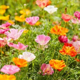 Калифорнийски мак /Eschscholzia californica /-0.3гр.-/около 150бр./ 