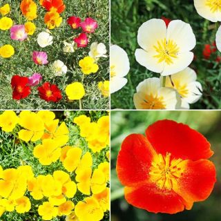 Калифорнийски мак /Eschscholzia californica /-0.3гр.-/около 150бр./ 
