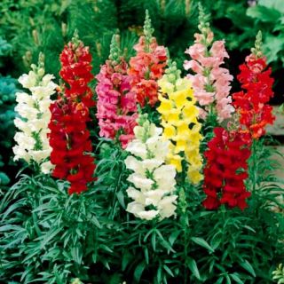 Кученца ниски/Antirrhinum majus pumilum/