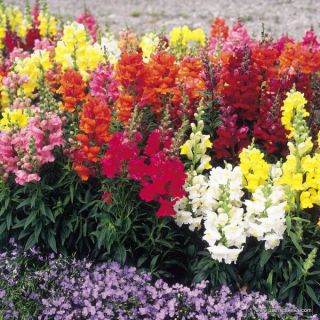 Кученца ниски/Antirrhinum majus pumilum/