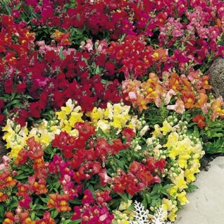 Кученца ниски/Antirrhinum majus pumilum/