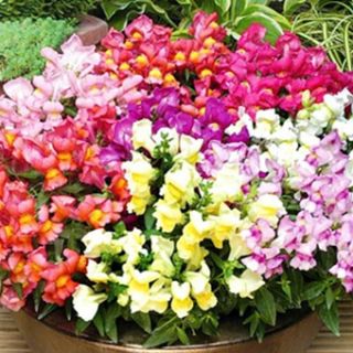 Кученца ниски/Antirrhinum majus pumilum/