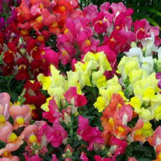 Кученца ниски/Antirrhinum majus pumilum/