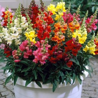 Кученца ниски/Antirrhinum majus pumilum/