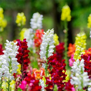 Кученца ниски/Antirrhinum majus pumilum/