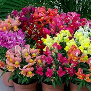 Кученца ниски/Antirrhinum majus pumilum/