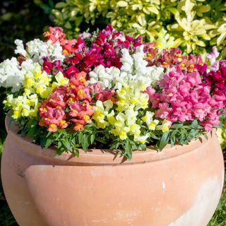 Кученца ниски/Antirrhinum majus pumilum/
