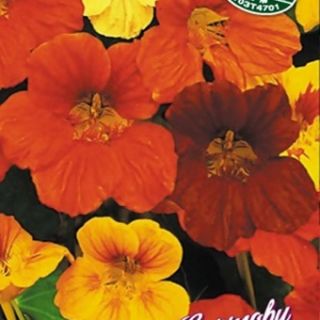 Латинка увивна /Tropaeolum majus/