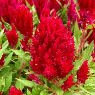 Целозия /Celosia argentea plumosa/ 