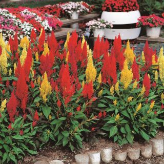 Целозия /Celosia argentea plumosa/ 