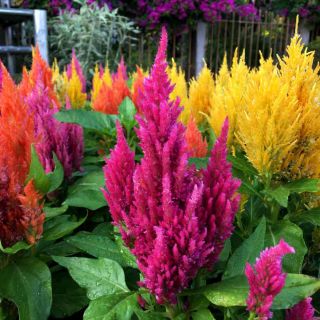 Целозия /Celosia argentea plumosa/ 
