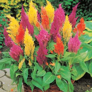 Целозия /Celosia argentea plumosa/ 