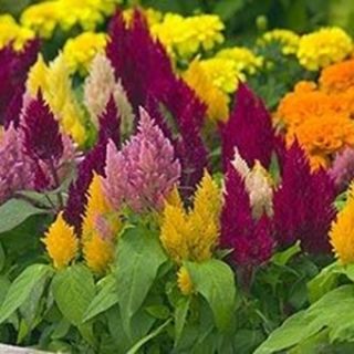 Целозия /Celosia argentea plumosa/ 