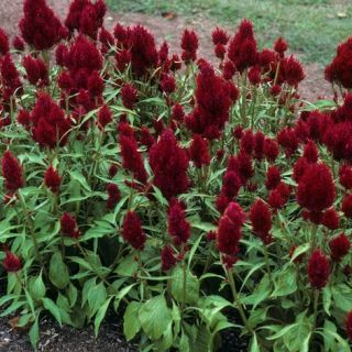 Целозия /Celosia argentea plumosa/ 