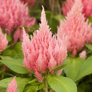 Целозия /Celosia argentea plumosa/ 