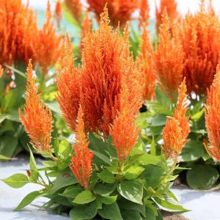 Целозия /Celosia argentea plumosa/ 