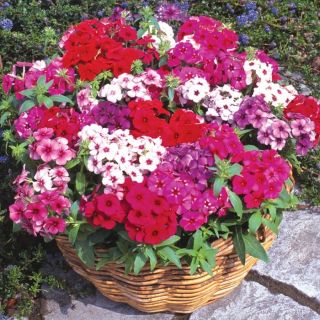 Флокс/Phlox drummondii /