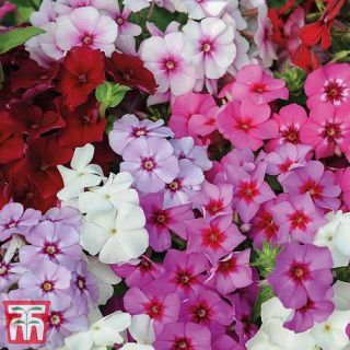 Флокс/Phlox drummondii /