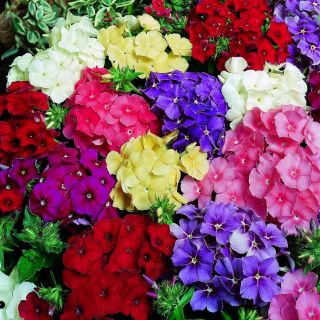 Флокс/Phlox drummondii /