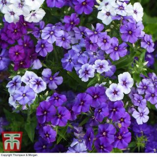 Флокс/Phlox drummondii /