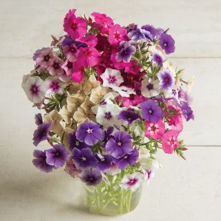 Флокс/Phlox drummondii /