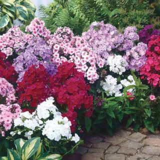 Флокс/Phlox drummondii /