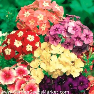 Флокс/Phlox drummondii /