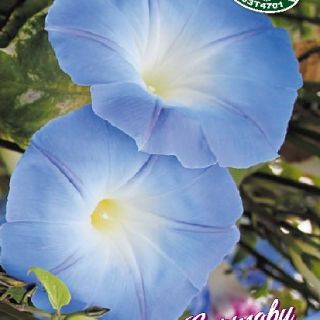 Синьо грамофонче,Фунийки /Ipomoea purpurea /