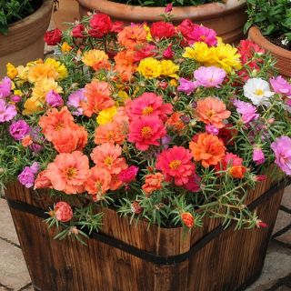 Калдъръмче /Portulaca grandiflora /