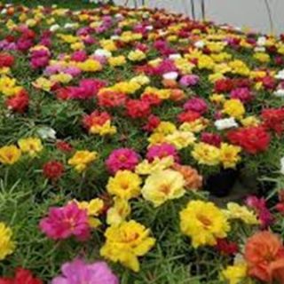 Калдъръмче /Portulaca grandiflora /