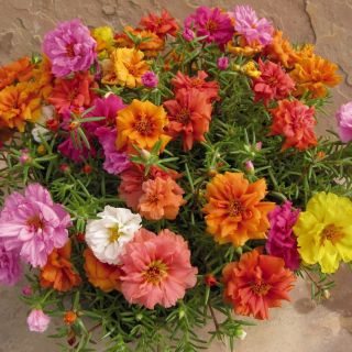 Калдъръмче /Portulaca grandiflora /