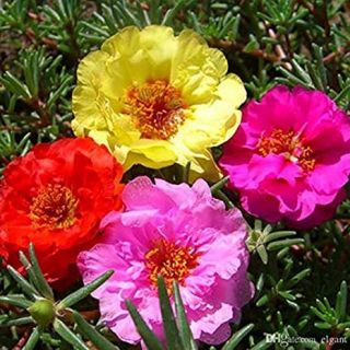Калдъръмче /Portulaca grandiflora /