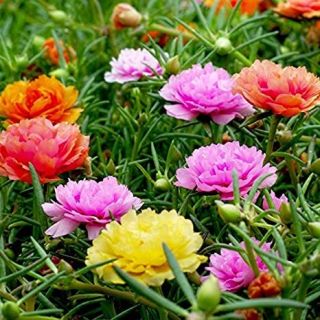 Калдъръмче /Portulaca grandiflora /