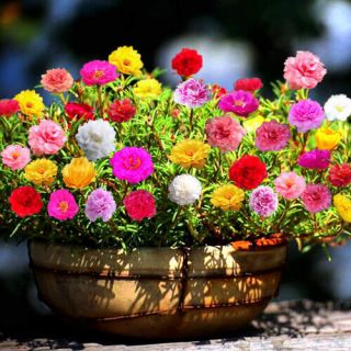 Калдъръмче /Portulaca grandiflora /